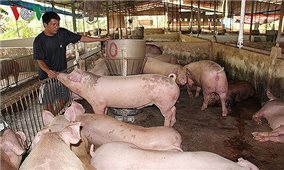 Giá lợn hơi tăng kỷ lục do mất cân đối cung - cầu cục bộ