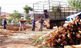 Trồng cây gỗ lớn: “Cái khó bó cái khôn”