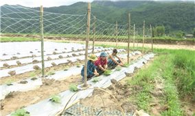 Gieo hy vọng trên đất lũ