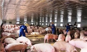 Tập trung ngăn chặn bệnh Dịch tả lợn Châu Phi xâm nhiễm vào Việt Nam