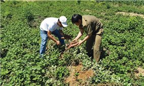 Nông dân mang nợ vì liên kết trồng khoai lang Nhật