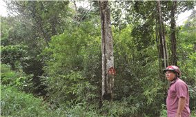 Đăk Hà (Kon Tum): Hiệu quả từ giao khoán rừng phòng hộ cho cộng đồng