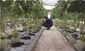 Nông dân Tây Ninh làm nông nghiệp công nghệ cao