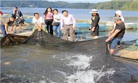 Triển vọng nuôi cá lồng an toàn tại Điện Biên