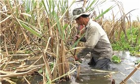 Sản xuất nông nghiệp ở Hậu Giang: Cần có giải pháp để chấm dứt “giải cứu”