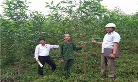 Đòn bẩy cho kinh tế lâm nghiệp ở Minh Hóa: Tín hiệu vui từ trồng rừng gỗ lớn