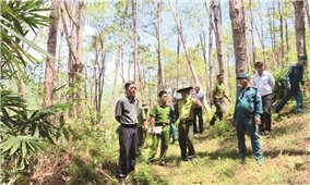 Khánh Hòa: Tăng cường giữ rừng trong dịp Tết