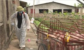 FAO Việt Nam hỗ trợ kiểm soát dịch tả lợn châu Phi