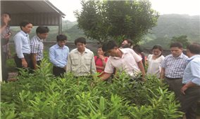 Triển vọng cây mắc ca trên đất Điện Biên