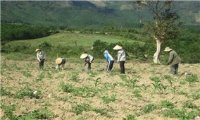 Nông dân Phú Yên ­với điệp khúc chặt-trồng
