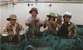Cà Mau: Nhiều mô hình thúc đẩy phát triển ngành tôm