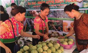 Nông sản Sơn La: Tìm chỗ đứng ở thị trường quốc tế