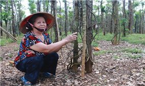 Nông dân Bình Phước: Điêu đứng vì cây tiêu