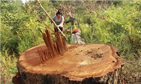 Giữ rừng Tây Nguyên trong bối cảnh thực thi Luật Lâm nghiệp mới