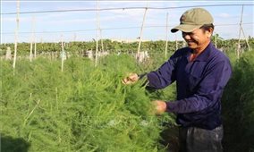 Ninh Thuận đa dạng hóa cây trồng thích ứng với biến đổi khí hậu
