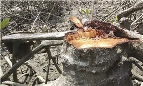 Quảng Trị: Báo động nạn chặt phá rừng phòng hộ