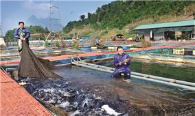 Nuôi trồng thủy sản: “Bàn đạp” giảm nghèo tại Tuyên Quang