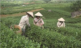 Sơn La: Nhiều doanh nghiệp hỗ trợ nông dân ứng dụng khoa học-kỹ thuật