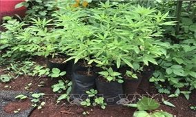 Gia Lai: Phát hiện, xử lý một hộ dân trồng cây cần sa trong vườn nhà