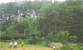 Hà Giang: Lợi ích kép từ hỗ trợ phát triển rừng