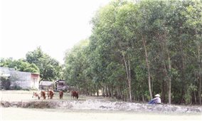 Bình Định: Hệ lụy từ trồng cây lâm nghiệp trên đất nông nghiệp