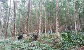 Thực hiện chi trả dịch vụ môi trường rừng ở Bình Định: Người dân hưởng lợi- rừng được bảo vệ