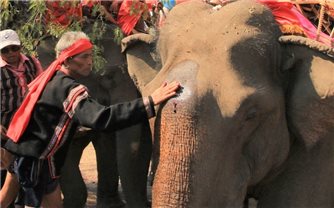 Hưởng ứng Ngày Voi thế giới 12/8: Tương lai nào cho loài voi Việt Nam?