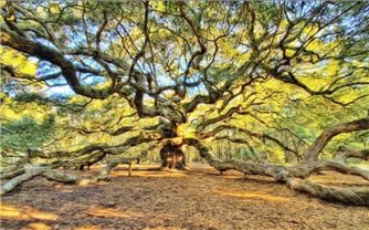 Cây sồi “thiên thần” gần 500 tuổi ở miền Nam Carolina