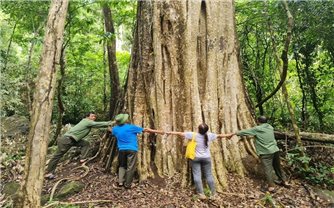 Quần thể cổ thụ rừng Nam Tây Nguyên được công nhận là Cây di sản Việt Nam