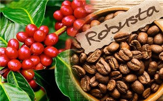 Giá cà phê hôm nay 4/10: Cà phê Robusta tăng trở lại