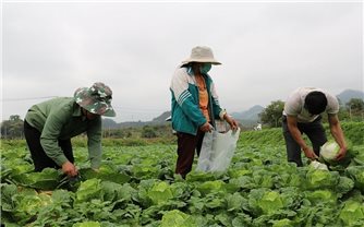 Sơn La: Đẩy mạnh phát triển hợp tác xã nông nghiệp