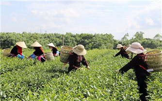 Quảng Ninh: Thêm 16 vùng trồng đủ điều kiện cấp mã số sẵn sàng xuất khẩu