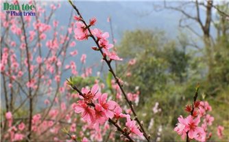 Mê đắm Công Sơn mùa đào rừng nở