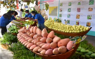 Đồng Tháp: Sẽ tổ chức Lễ hội Xoài quy mô cấp tỉnh trong năm 2023