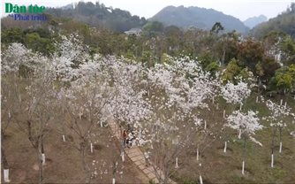 Mùa hoa Ban nở trắng rừng Tây Bắc