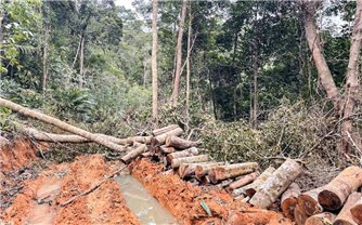 Khánh Hòa: Khởi tố vụ phá rừng xảy ra trên địa bàn tỉnh