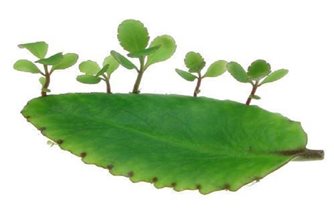 Bài thuốc trị bệnh hay từ cây sống đời