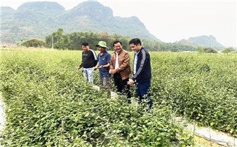 Thanh Hóa: Phát triển mạnh cây dược liệu ở các huyện miền núi