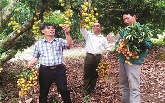 Thu nhập cao từ vải lai chín sớm