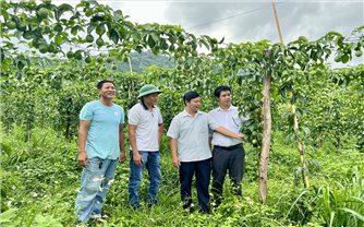 Gia Lai liên kết để phát triển cây chanh dây bền vững