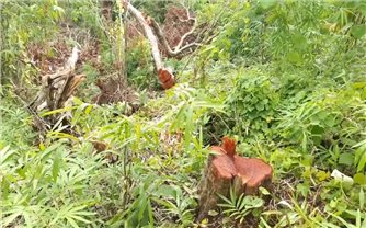 Gia Lai: Điều tra, làm rõ vụ phá rừng sản xuất quy mô lớn