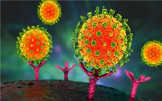 Virus Nipah đang bùng phát, TP Hồ Chí Minh tăng cường giám sát người nhập cảnh về từ vùng dịch