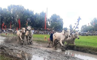 An Giang: Gần 60 đôi bò sẽ tham dự Hội đua bò Bảy núi lần thứ 28