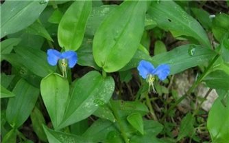 Bài thuốc từ cây thài lài trắng