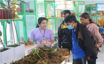 Tây Giang (Quảng Nam): Tạo sinh kế bền vững cho đồng bào DTTS từ cây dược liệu