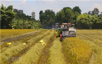 Kỳ vọng từ Đề án Phát triển bền vững 1 triệu ha lúa chất lượng cao