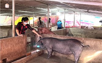 Ghi nhận từ phong trào phụ nữ giúp nhau phát triển kinh tế ở xã biên giới Si Pa Phìn