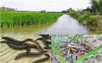 Kỹ thuật nuôi ghép cá chạch đồng với cua đồng
