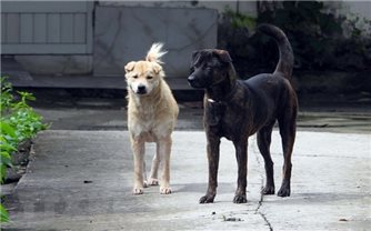 Hưởng ứng ngày Thế giới phòng chống bệnh dại