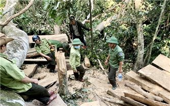 Gia Lai: Khởi tố vụ phá rừng phòng hộ Ya Hội